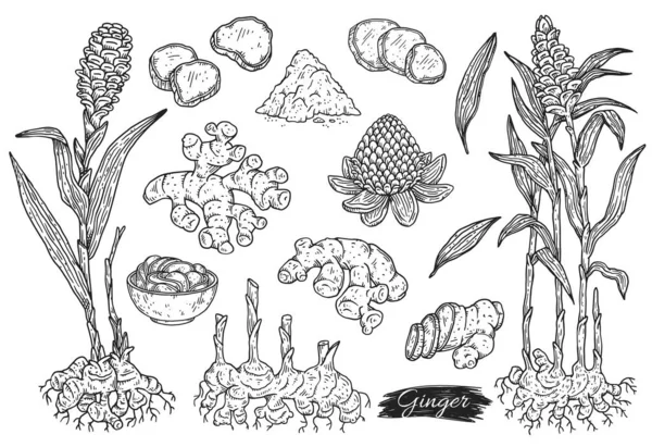 Ginger Plant Big Set Various Elements Grower Hand Drawn Sketch — Image vectorielle