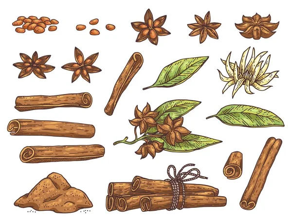 Star Anise Spicy Aromatic Plant Big Set Various Elements Grower — Wektor stockowy