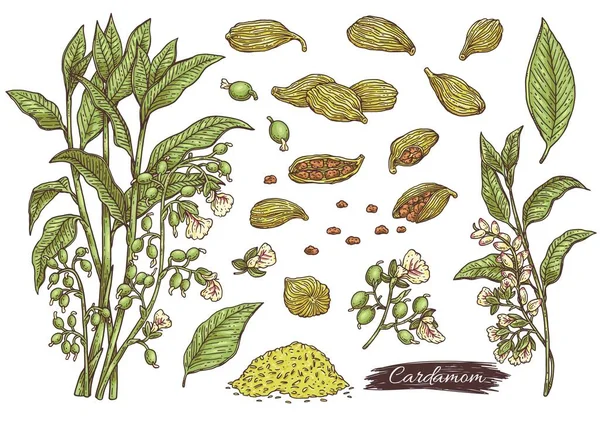 Cardamom Spice Plant Hand Drawn Set Sketch Ink Vector Illustrations — ストックベクタ