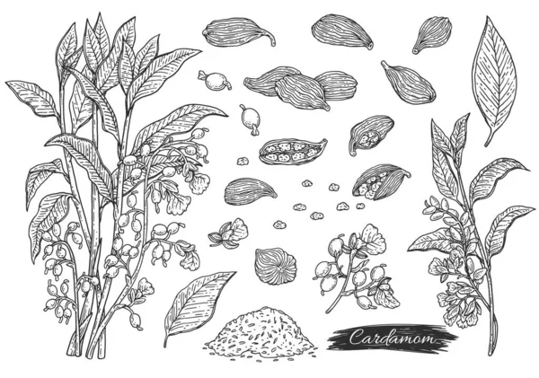 Cardamom Plant Botanical Hand Drawn Set Sketch Style Vector Illustration — Vector de stock