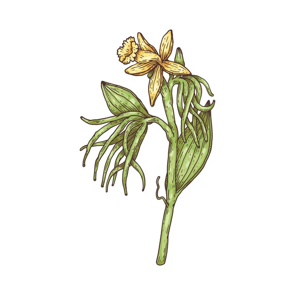 Vanilla Flower Sketch Ink Vector Illustration Isolated White Background Blooming — Stock vektor