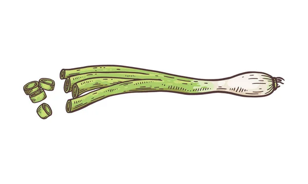 Green Spring Onion Chopped Chives Hand Drawn Sketch Vector Illustration — 스톡 벡터