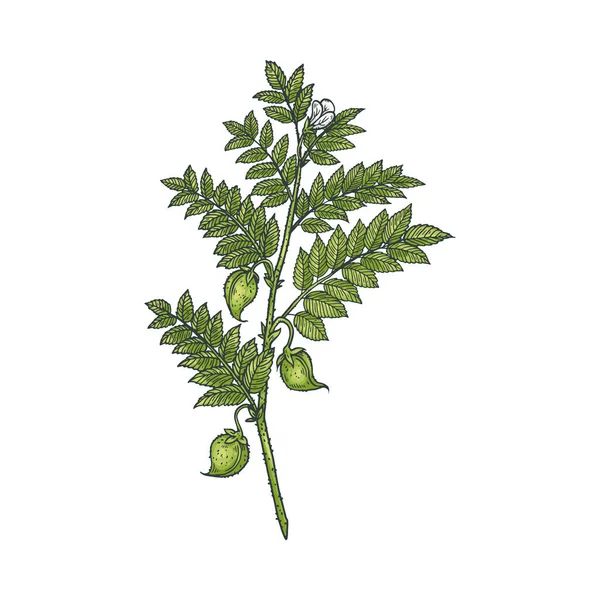 Chickpea Green Leaves Leguminous Culture Plant Hand Drawn Sketch Vector — Wektor stockowy