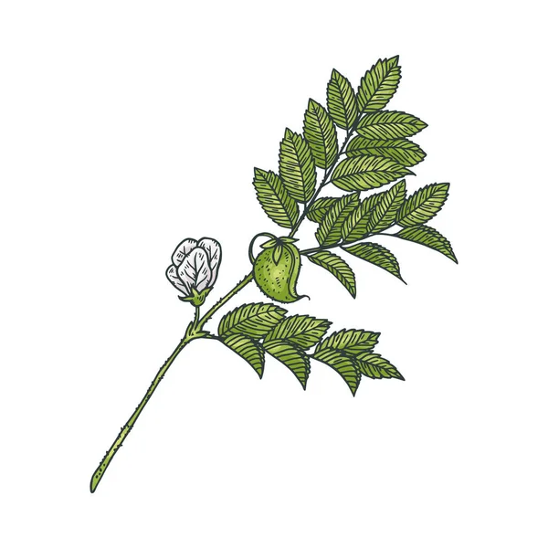 Flowering Chickpea Plant Green Leaves Flowers Hand Drawn Sketch Vector — ストックベクタ