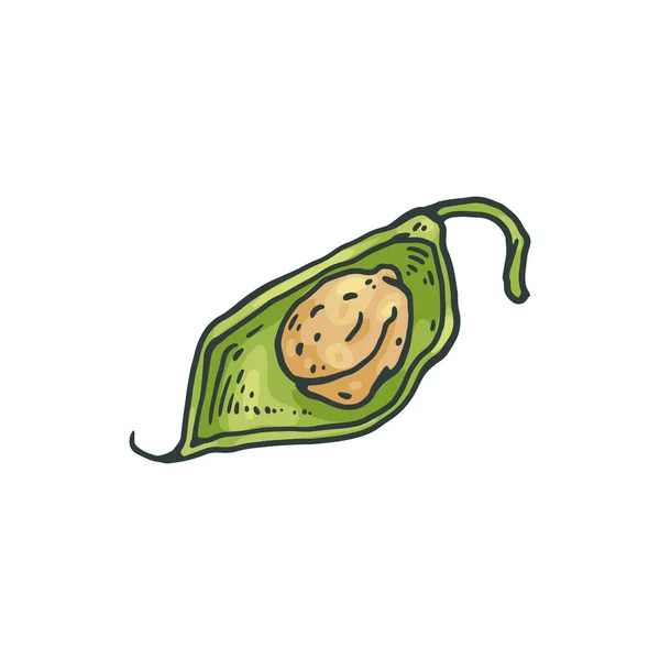 Open Chickpea Plant Green Pod Fruit Hand Drawn Sketch Vector — 스톡 벡터