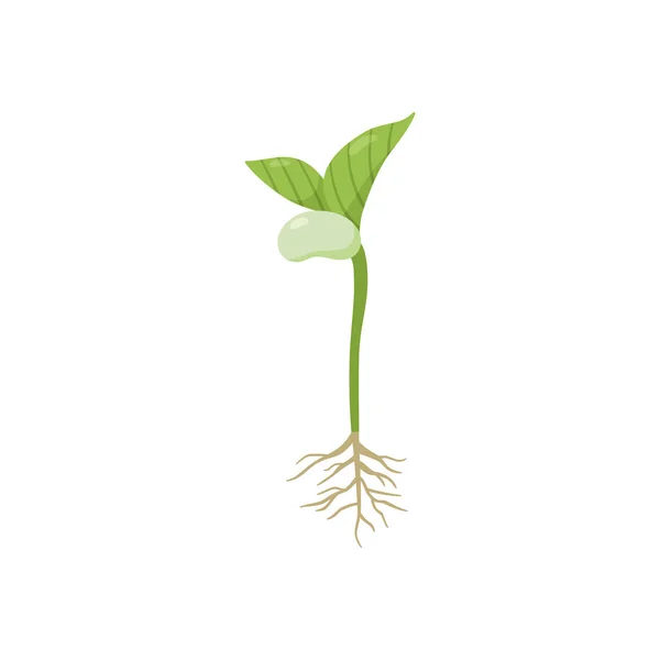 Germination Process Kidney Bean Roots First Leaves Flat Vector Illustration — Archivo Imágenes Vectoriales