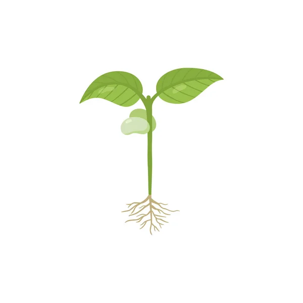 Bean Sprout Roots First Leaves Biological Stage Development Legume Plant — ストックベクタ