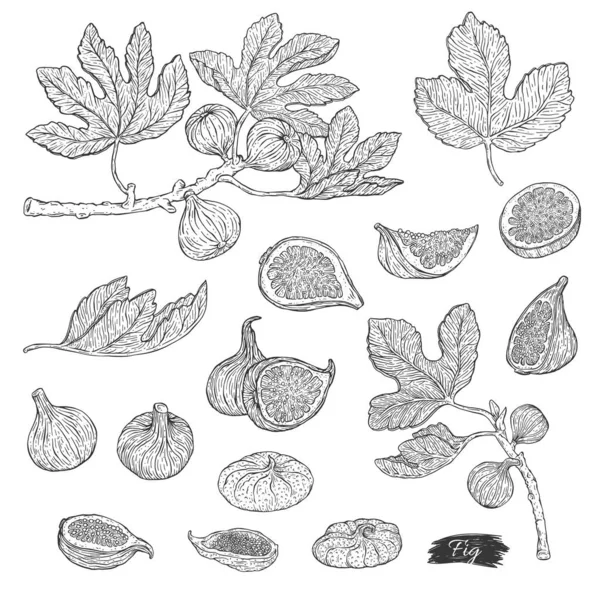 Hand Drawn Black White Engraving Set Botanical Elements Figs Fruits — Vector de stock