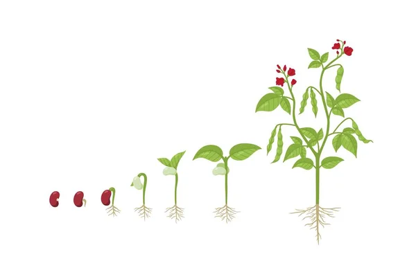 Kidney Bean Growing Process Seed Sprout Adult Plant Flower Flat — Vector de stock