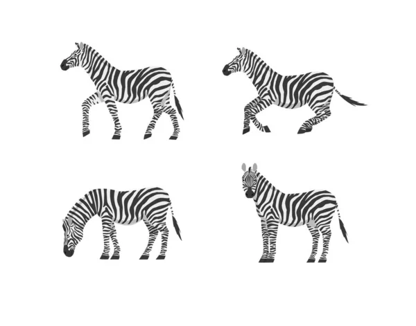 Set Zebra Side View Different Positions Isolated White Background Vector — Vector de stock