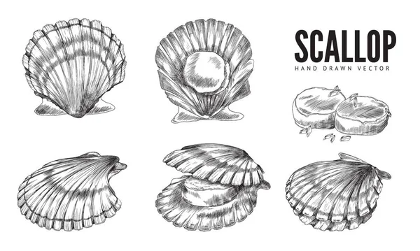 Scallop Mollusk Shell Hand Drawn Engraving Vector Illustrations Set Isolated — Archivo Imágenes Vectoriales