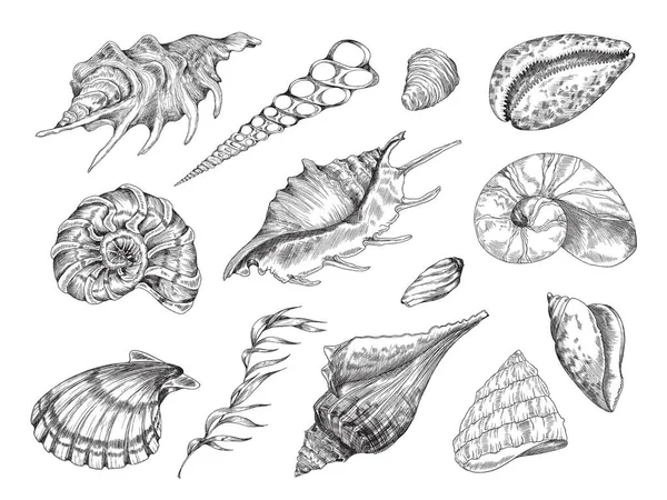 Seashell Pencil Sketch Vector Set Sea Shell Vintage Etching Engraved — Stok Vektör