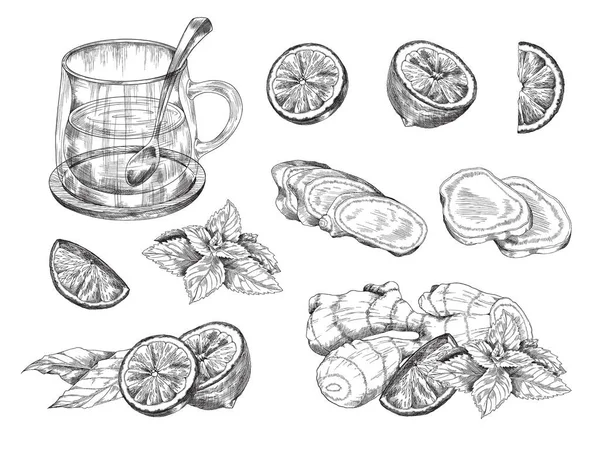 Ginger Herbal Tea Lemon Mint Transparent Glass Cup Realistic Sketch — Vetor de Stock