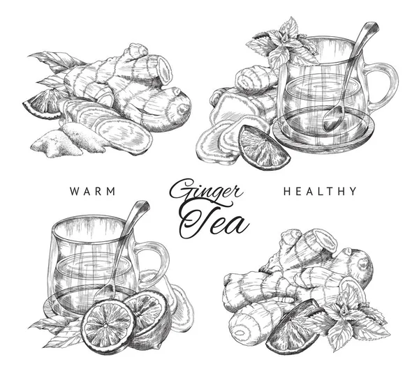 Warm Healthy Ginger Tea Hand Drawn Sketch Style Vector Illustration — 스톡 벡터