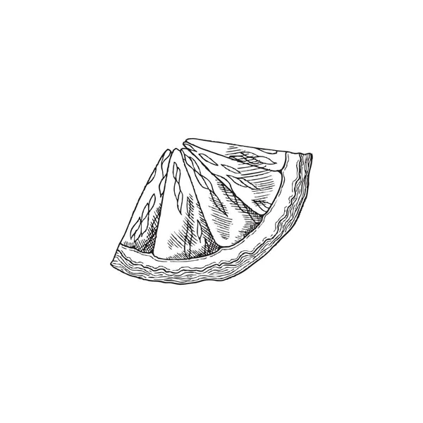 Piece Lemon Lime Orange Other Citrus Fruit Hand Drawn Engraving — Image vectorielle