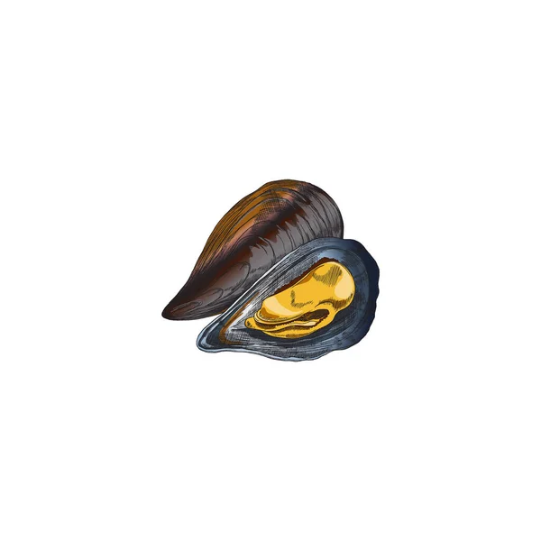 Mussels Delicious Marine Clams Semi Open Shell Hand Drawn Sketch - Stok Vektor