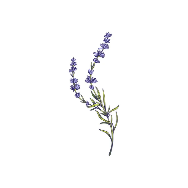 Provence Lavender Twig Lilac Violet Flowers Hand Drawn Vector Illustration — Stockvektor