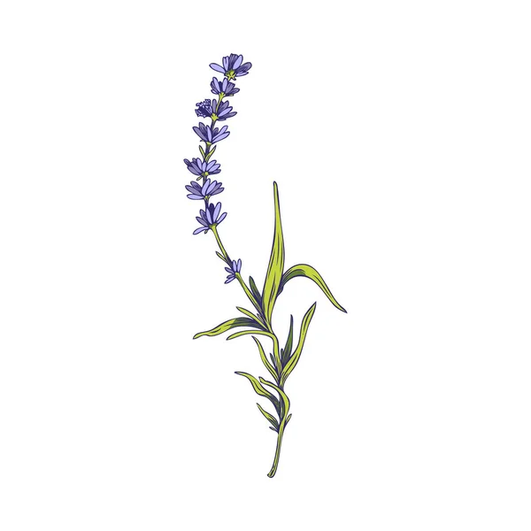 Lavender Plant Twig Sprig Flowers Leaves Vintage Hand Drawn Colored — Stockvektor