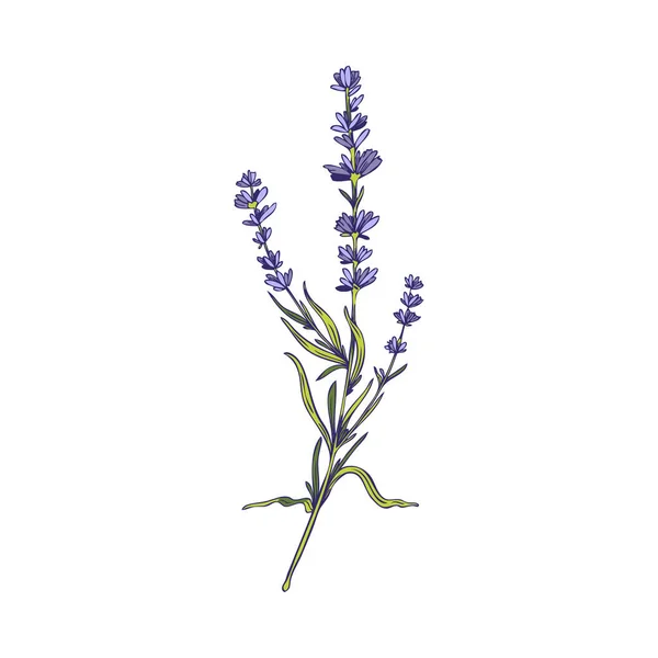 Provence Lavender Branch Flowers Narrow Leaves Hand Drawn Vector Illustration — Stockvektor