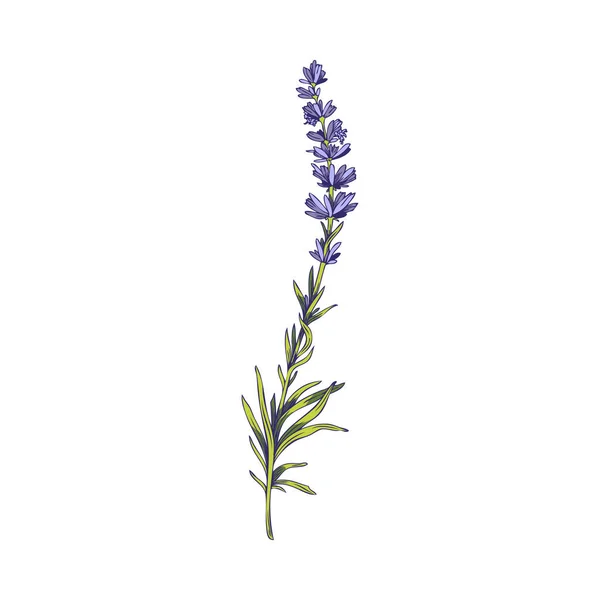 Beauty Lavender Plant Green Leaves Purple Flowers Sketch Vector Illustration — Stockvektor