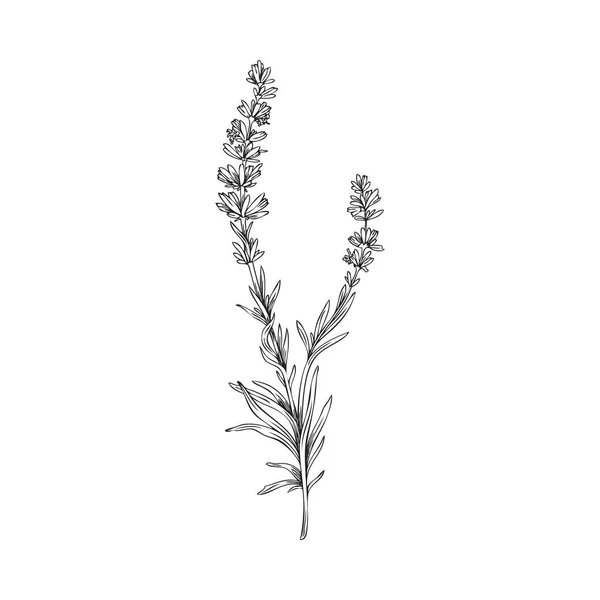 Provence Lavender Herbal Plant Hand Drawn Vector Illustration Isolated White — Vector de stock