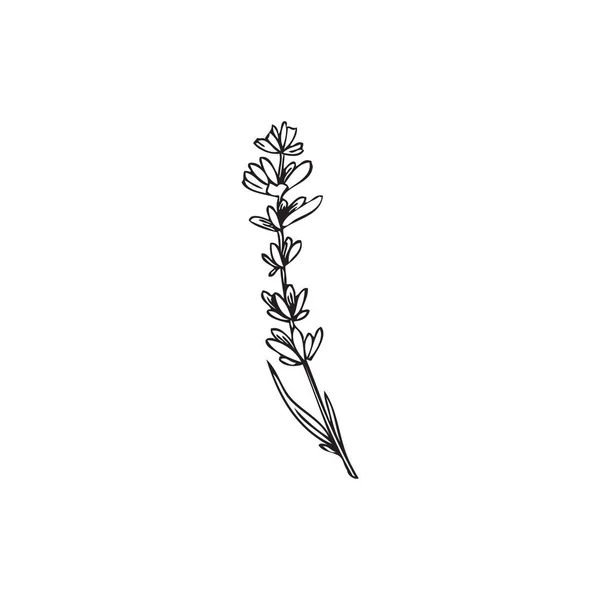 Hand Drawn Lavender Herb Leaves Flowers Outline Sketch Vector Illustration — Stok Vektör