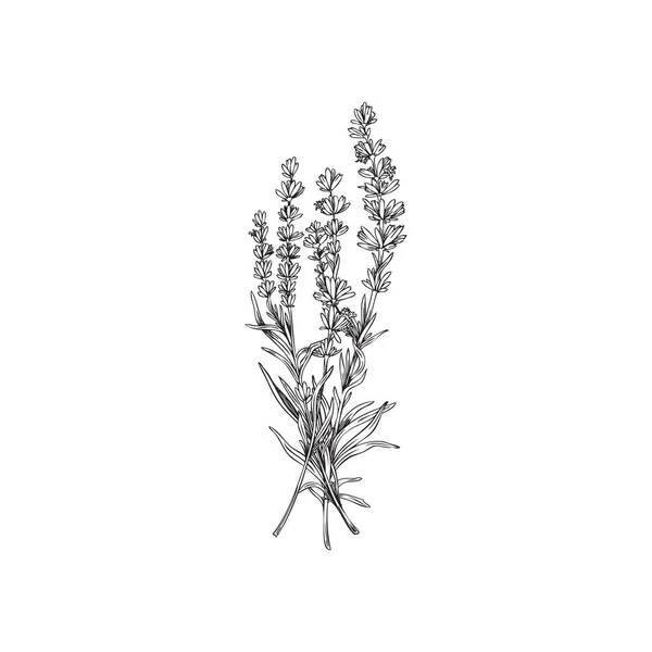 Lavender Bunch Monochrome Outlines Sketch Vector Illustration Isolated White Background — Vetor de Stock