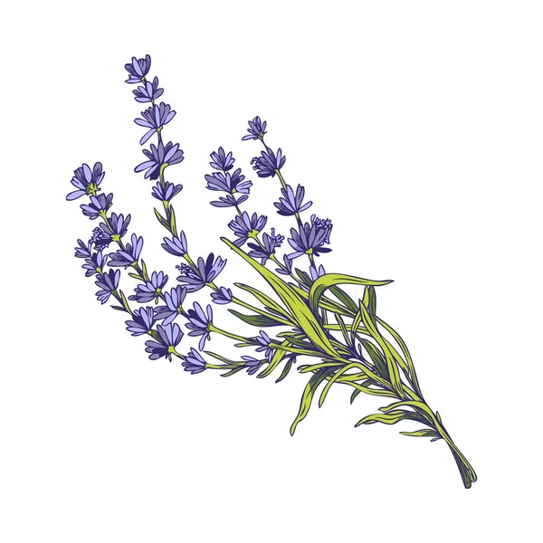 Lavender Flowers Bouquet Colored Hand Drawn Vector Illustration Isolated White — Stockvektor