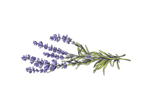 Flower Bouquet Fresh Provence Lavender Colored Hand Drawn Vector Illustration — Stockvektor