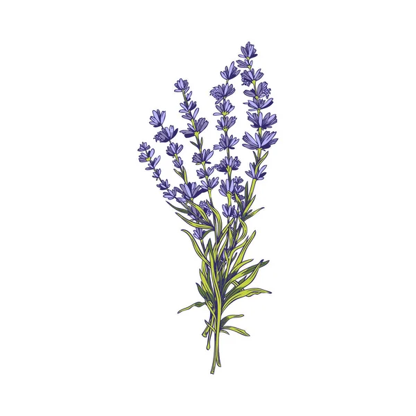 Provence Lavender Bouquet Aromatic Medicinal Herbal Plant Hand Drawn Vector — Stockvektor