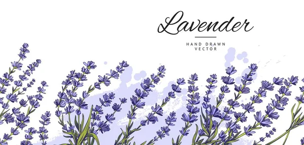 Lavender Decorative Seamless Border Bordure Hand Drawn Vector Illustration Isolated — Vector de stock
