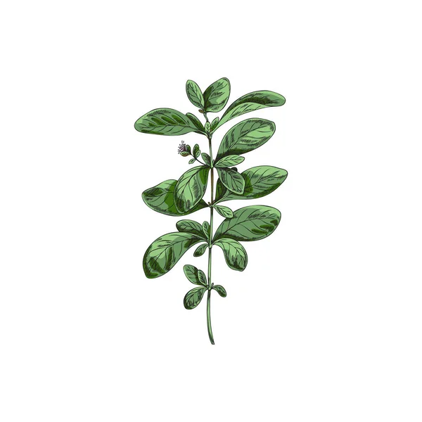 Vegetable Marjoram Leaves Branch Spice Cooking Sketch Vector Illustration Isolated — Stockvektor