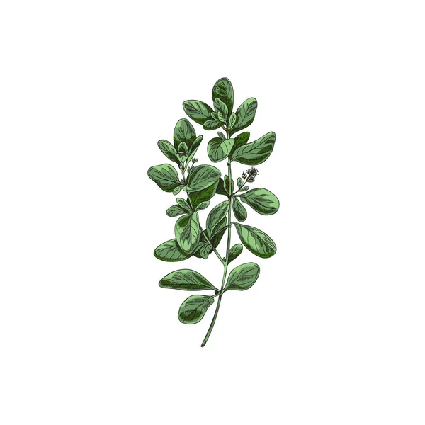 Marjoram Oregano Green Plant Branch Colored Hand Drawn Vector Illustration — Stockvektor