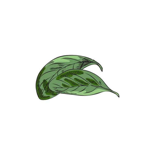 Marjoram Leaves Cooking Seasoning Food Hand Drawn Sketch Vector Illustration — Archivo Imágenes Vectoriales