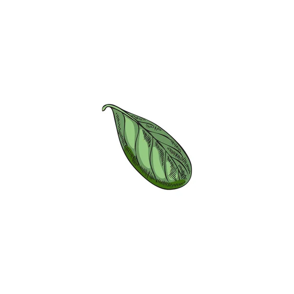Marjoram Oregano Single Fresh Green Leaf Colored Hand Drawn Vector — Stockvektor