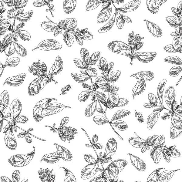 Seamless Pattern Background Marjoram Perfumery Medicinal Plant Vector Hand Drawn — 图库矢量图片