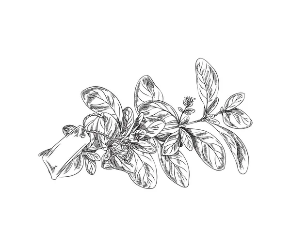 Marjoram Plant Twig Paper Badge Vintage Engraving Vector Illustration Isolated — Vetor de Stock