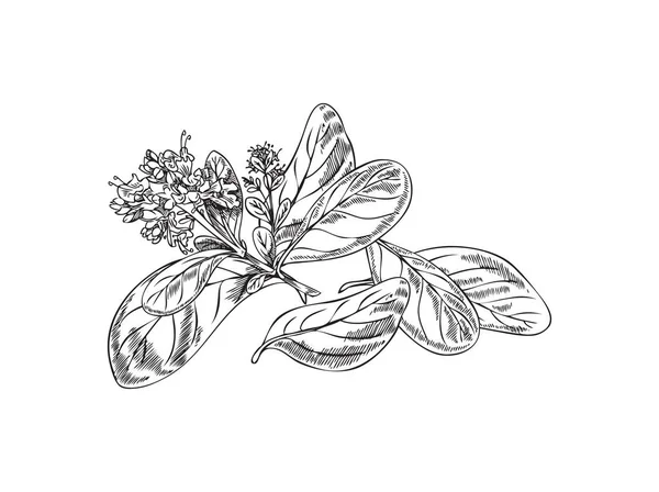 Marjoram Branch Leaves Flowers Monochrome Sketch Vector Illustration Isolated White — 스톡 벡터