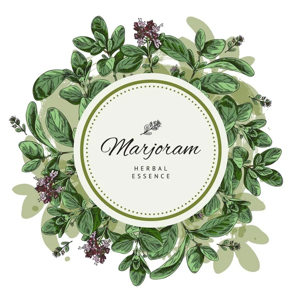 Hand Drawn Marjoram Banner Text Circle Colored Sketch Vector Illustration — vektorikuva