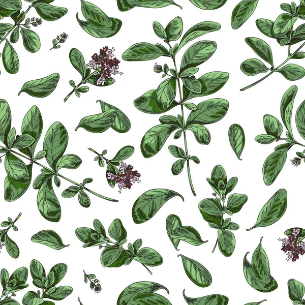 Marjoram Seamless Pattern Repeatable Decorative Background Packaging Hand Drawn Color — Vector de stock