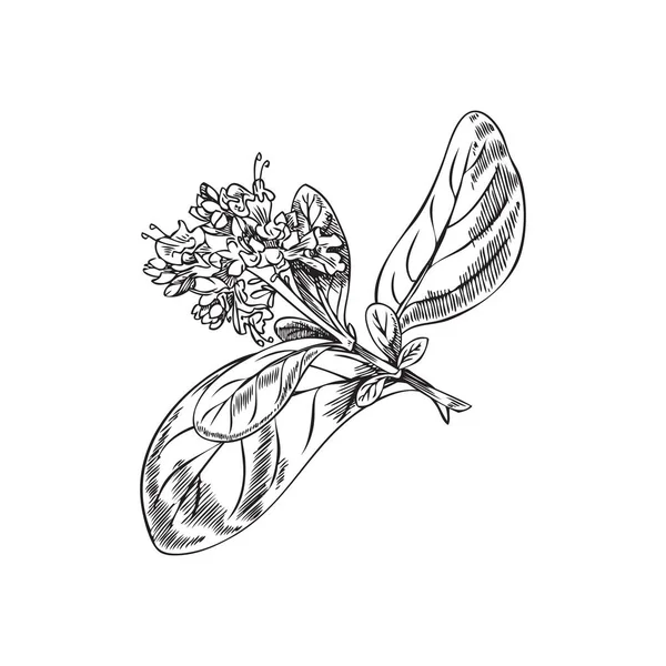 Marjoram Plant Herb Natural Food Spice Hand Drawn Sketch Vector — Image vectorielle