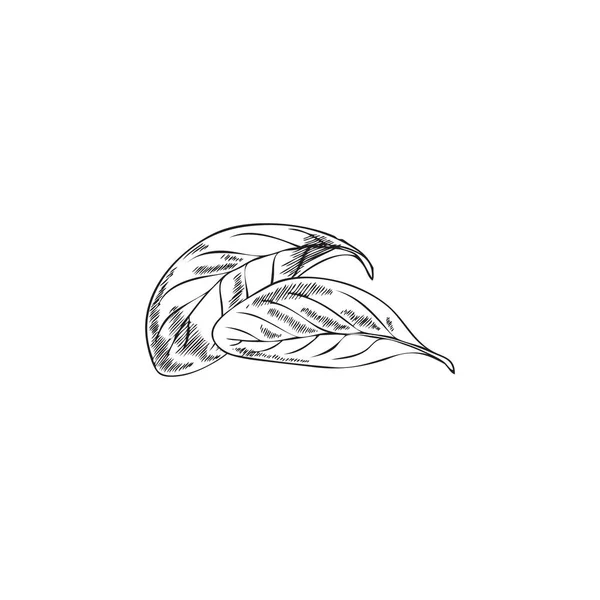 Marjoram Fresh Leaves Monochrome Engraving Sketchy Style Hand Drawn Vector — 스톡 벡터