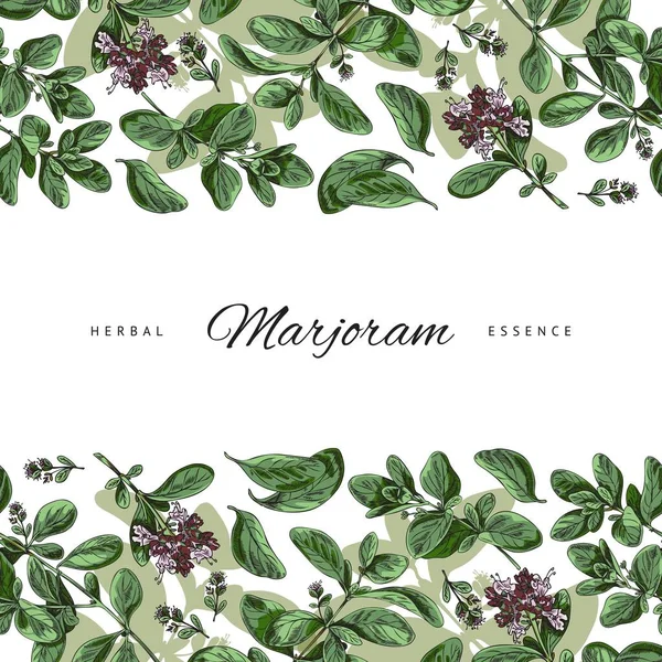 Marjoram Herb Banner Social Media Post Sketch Style Vector Illustration — Stok Vektör
