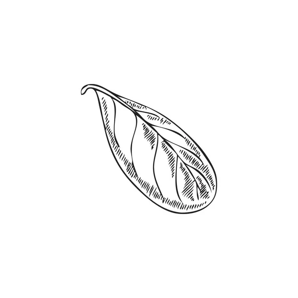 Fresh Leaf Marjoram Oregano Plant Black White Engraving Style Hand — Vetor de Stock
