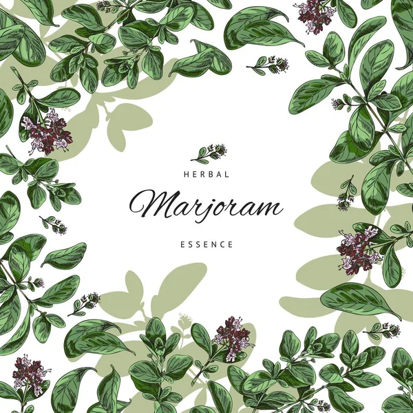 Marjoram Herbal Essence Square Banner Hand Drawn Plants Sketch Vector — Vector de stock