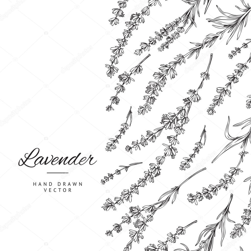 Lavender decorative banner or poster layout hand drawn vector illustration isolated on white background. Vintage etched or engraved banner with lavender flowers.