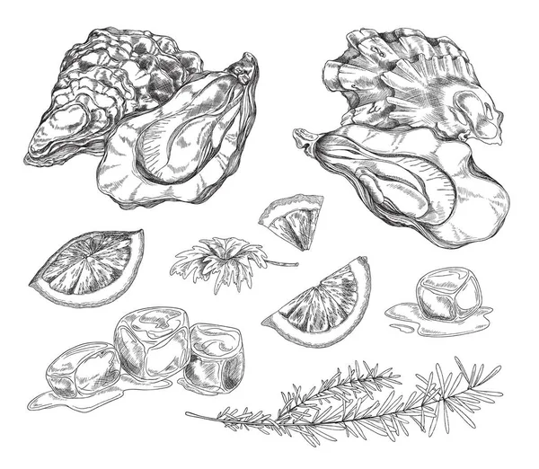Oysters Shells Lemon Slices Melted Ice Cubes Sketch Vector Illustration — Vetor de Stock