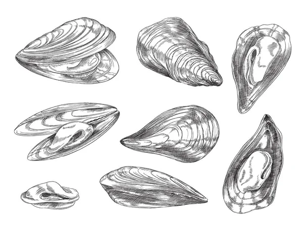 Mussels Set Hand Drawn Sketch Style Vector Illustration Isolated White — Vector de stock