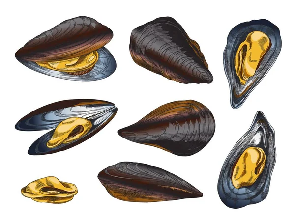 Hand Drawn Mussel Set Colored Sketch Vector Illustration Isolated White — Vettoriale Stock