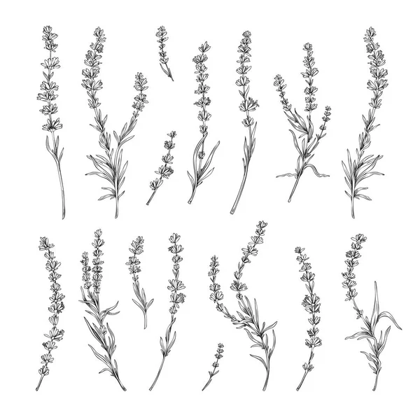 Lavender Twigs Flowers Hand Drawn Elements Set Engraving Vector Illustration —  Vetores de Stock